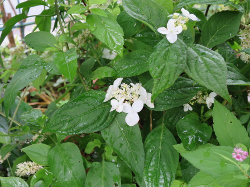 b0178339_08431385.jpg