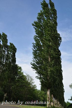 a0315942_23575616.jpg