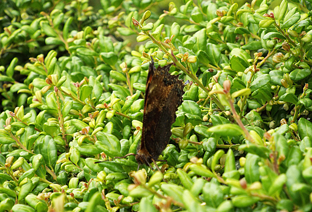 f0214649_54770.jpg