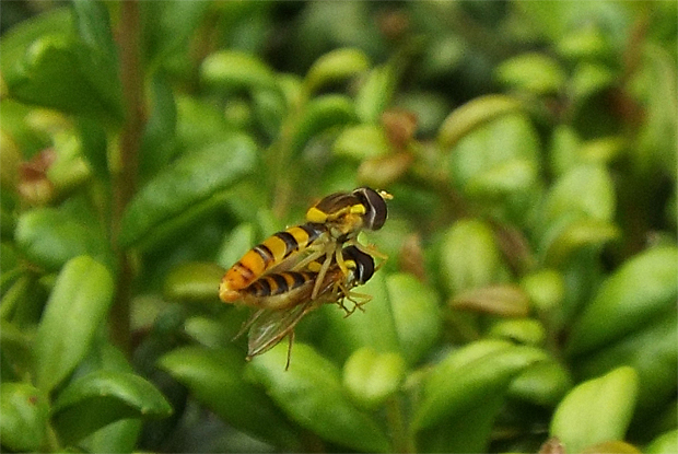 f0214649_552973.jpg