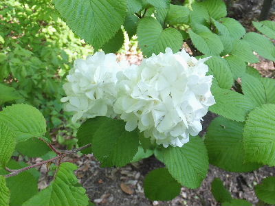 e0088260_22224126.jpg
