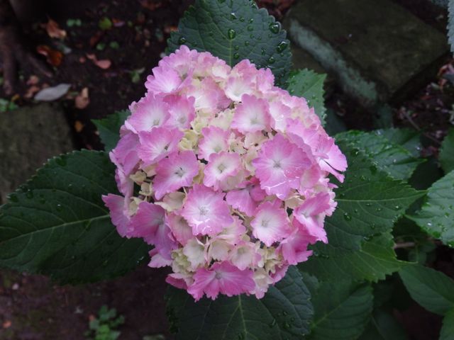 f0130894_22123192.jpg