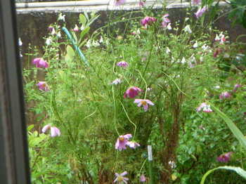c0149195_19295777.jpg