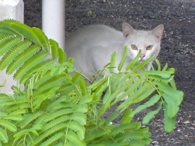 a0199297_18192667.jpg