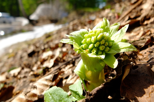 e0304001_110468.jpg