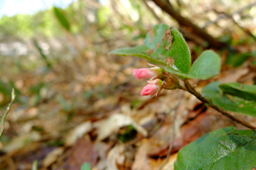 e0304001_1155035.jpg