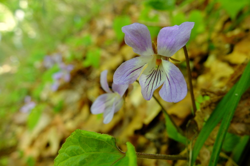 e0304001_1162178.jpg