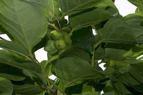 c0184125_1611620.jpg