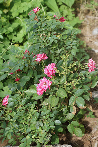 c0184125_1625436.jpg