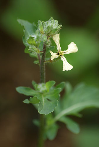 c0184125_162719.jpg