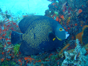e0184067_1534214.jpg