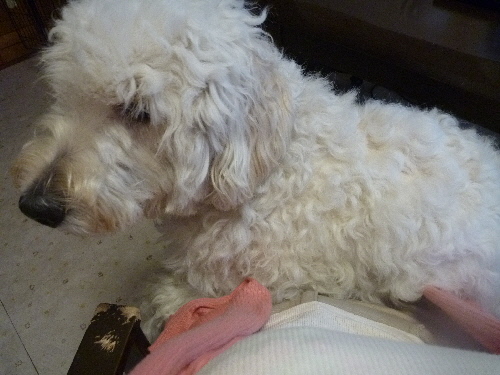 e0161972_2014161.jpg