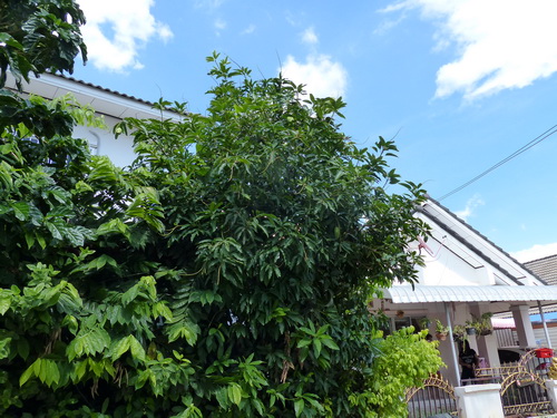 a0002177_173277.jpg