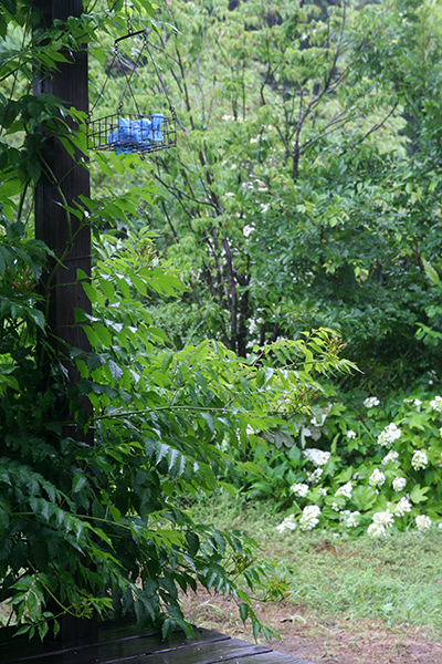 d0100095_84407.jpg