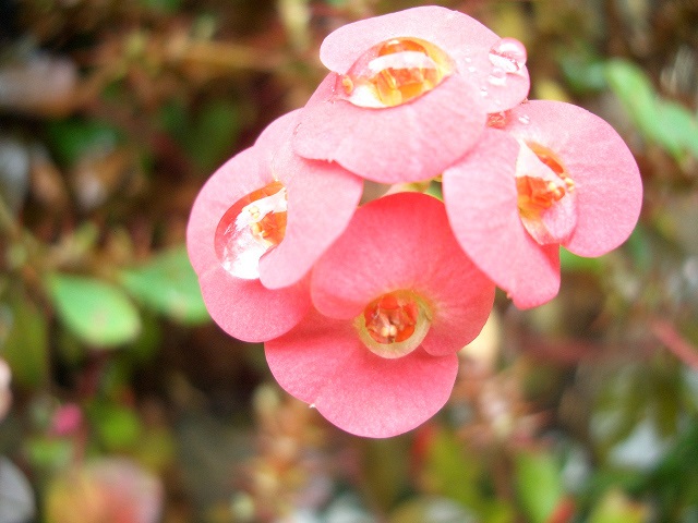 f0346196_08411031.jpg