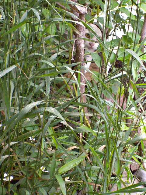 a0199297_1453397.jpg