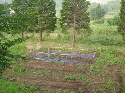 a0156611_821639.jpg