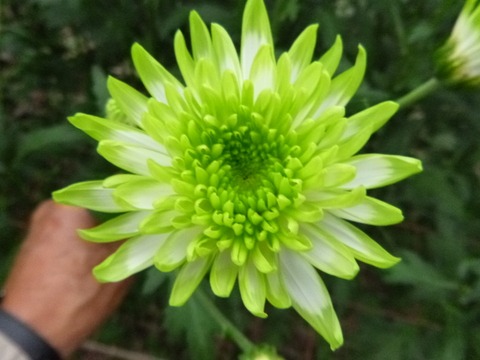 e0120932_1545713.jpg