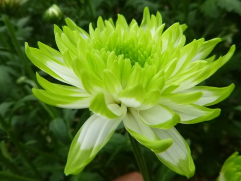 e0120932_1552829.jpg