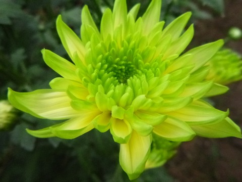 e0120932_1554859.jpg