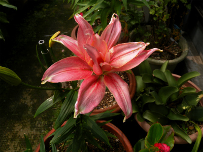 e0272335_18142914.jpg