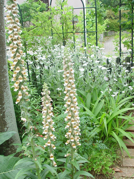 f0060535_16485867.jpg