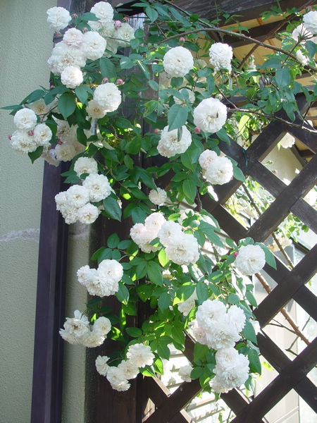 f0060535_823448.jpg