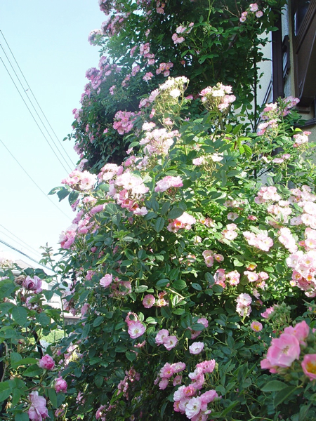 f0060535_82442.jpg