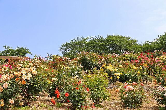 a0242438_17475361.jpg