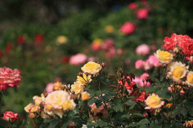a0242438_17491630.jpg
