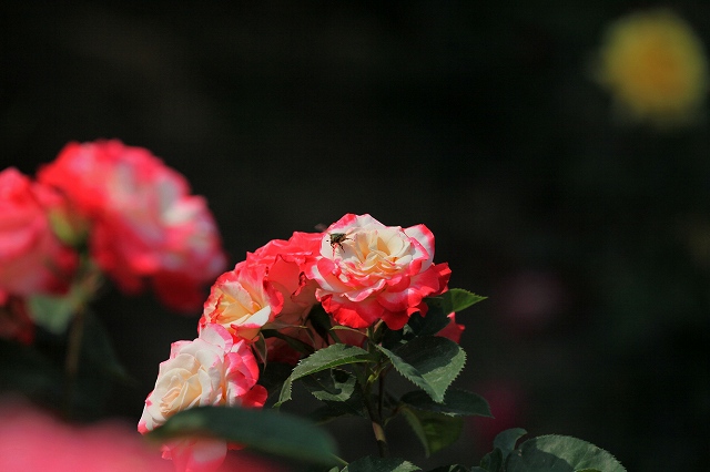 a0242438_17502014.jpg