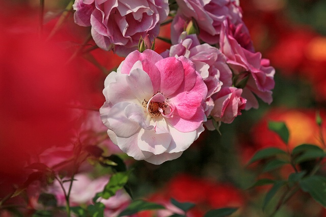 a0242438_17503561.jpg