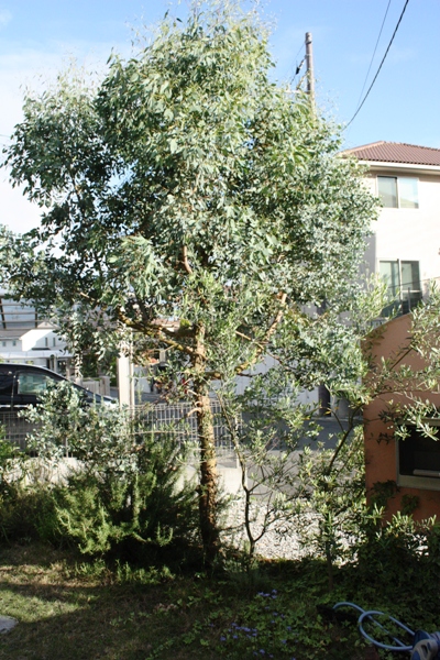 d0125208_1530868.jpg