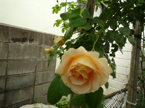 b0035611_19464514.jpg