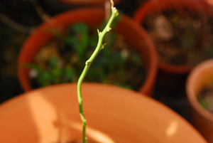 f0000211_21114512.jpg