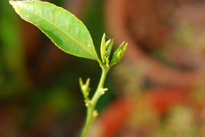 f0000211_2185460.jpg
