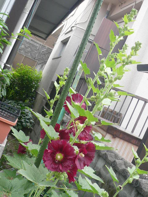 e0026017_9162281.jpg