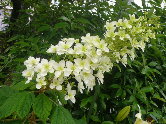 e0026017_9205114.jpg