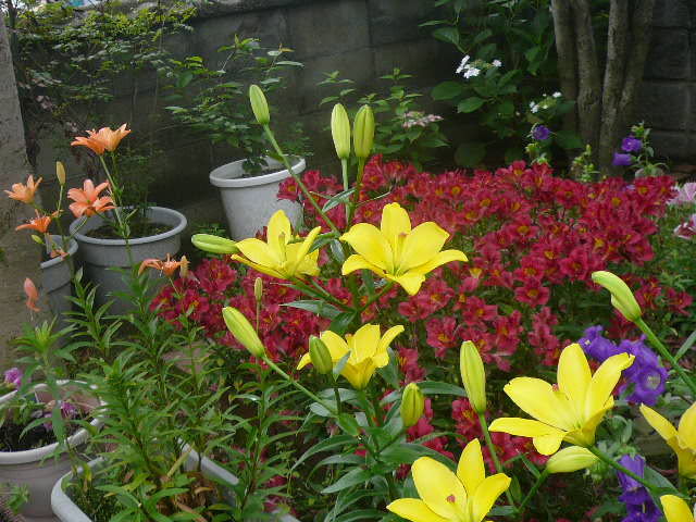 e0026017_9214580.jpg