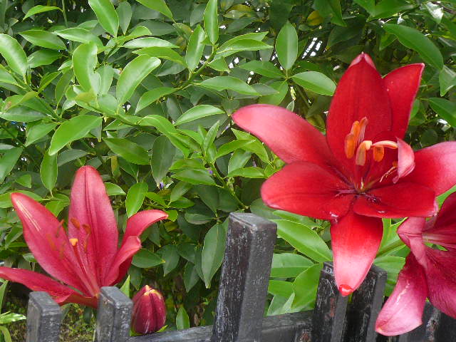 e0026017_9221298.jpg