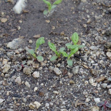 e0311225_964499.jpg