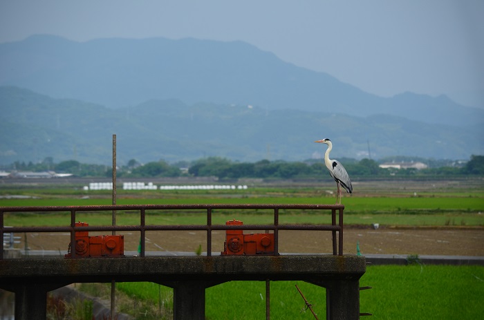 a0146442_8494718.jpg