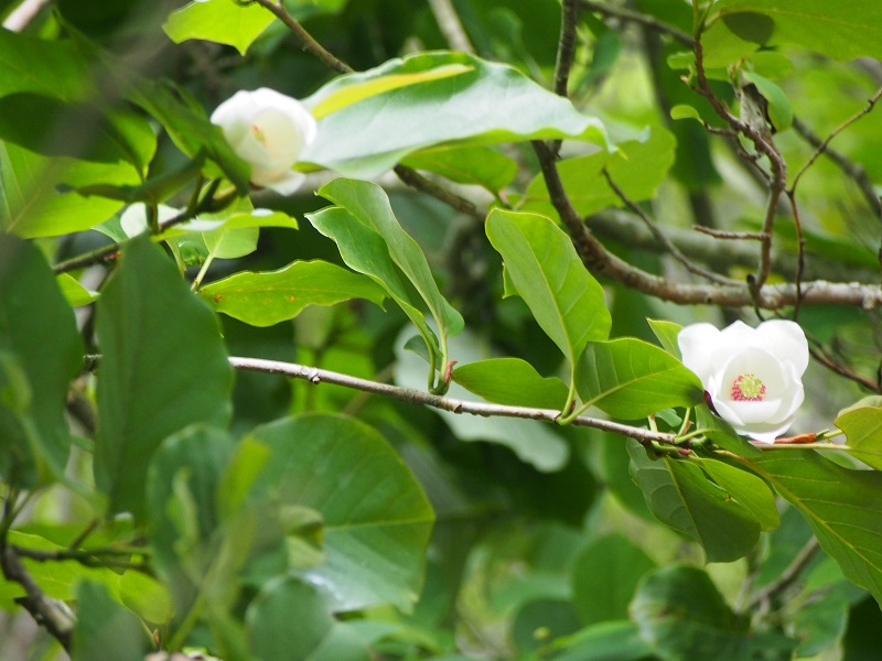 c0042869_17233856.jpg