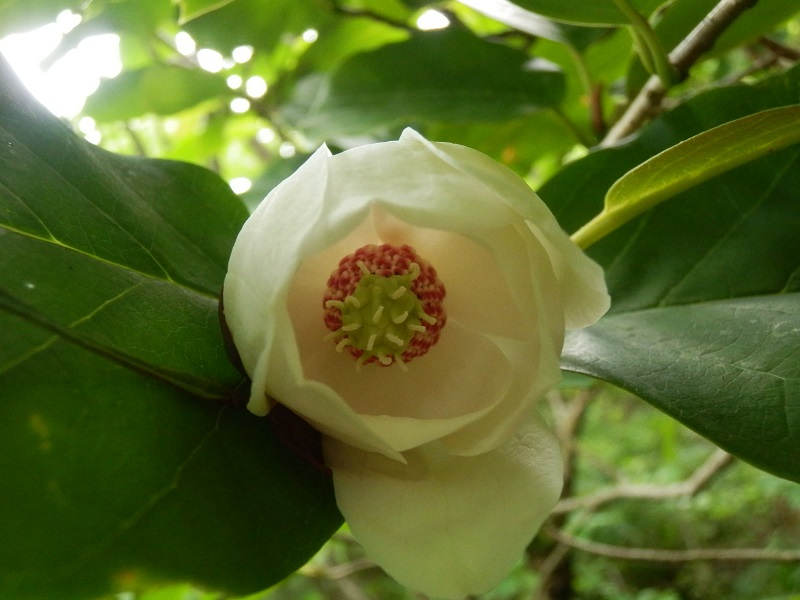 c0042869_17302714.jpg
