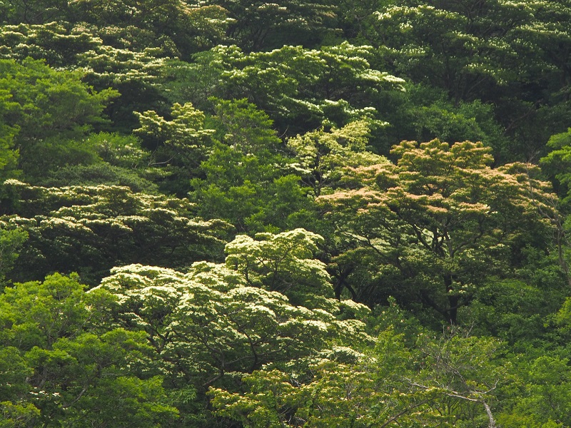 c0042869_17343589.jpg