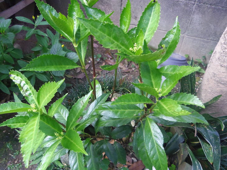 e0031572_172935100.jpg