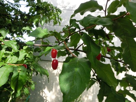 a0203003_19522050.jpg