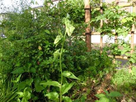 a0203003_1953055.jpg