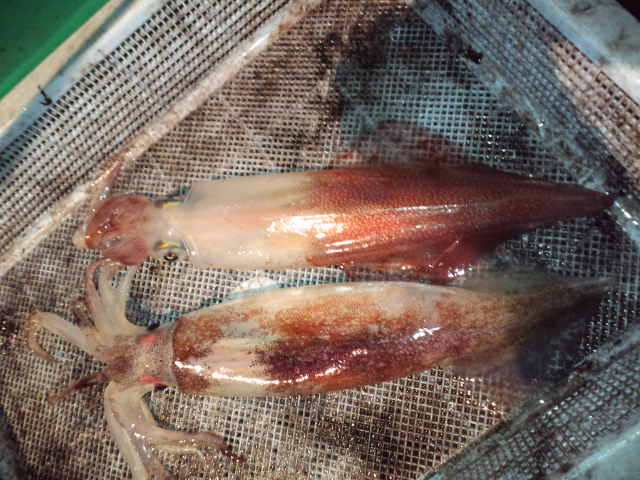 e0113508_452340.jpg
