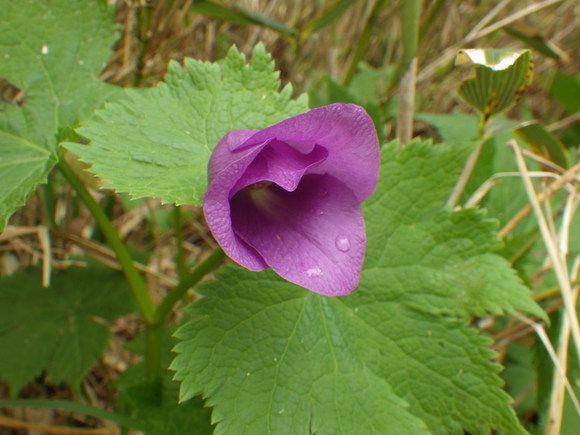 f0118332_9293923.jpg